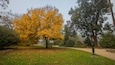 A park with a large yellow tree, a bench, and a lamp post.