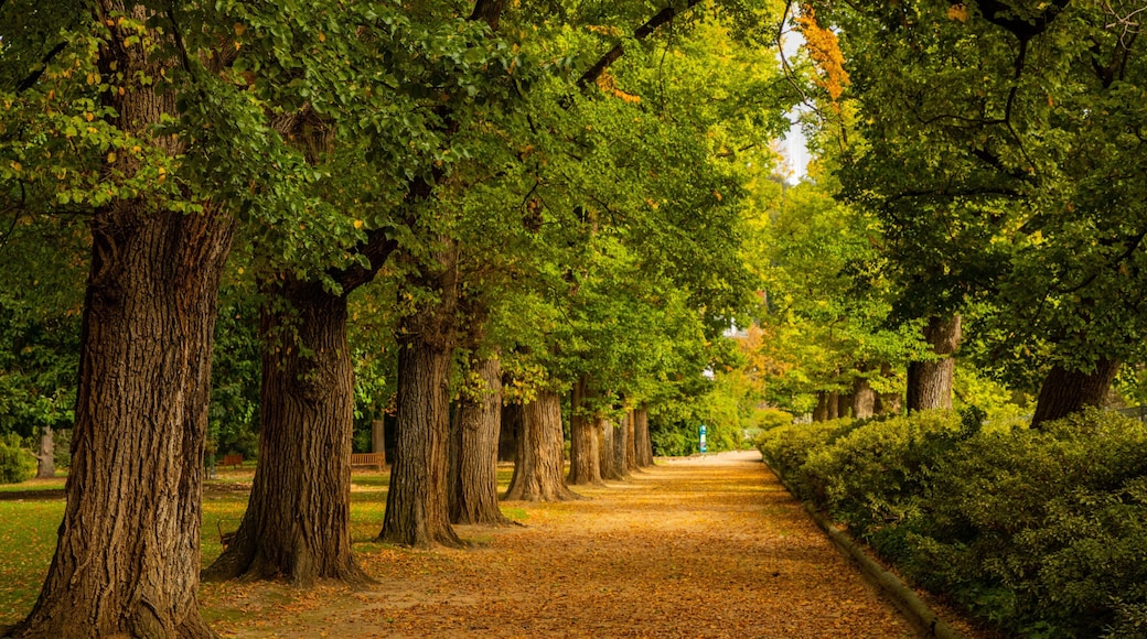 Albury Botanic Gardens featuring a park and fall colors