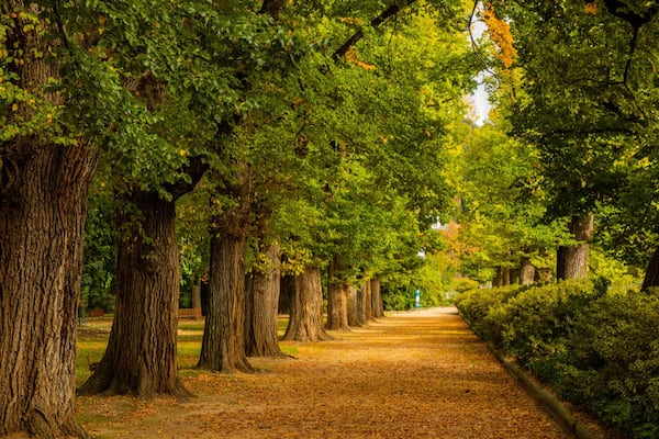 Albury Botanic Gardens featuring a park and fall colors