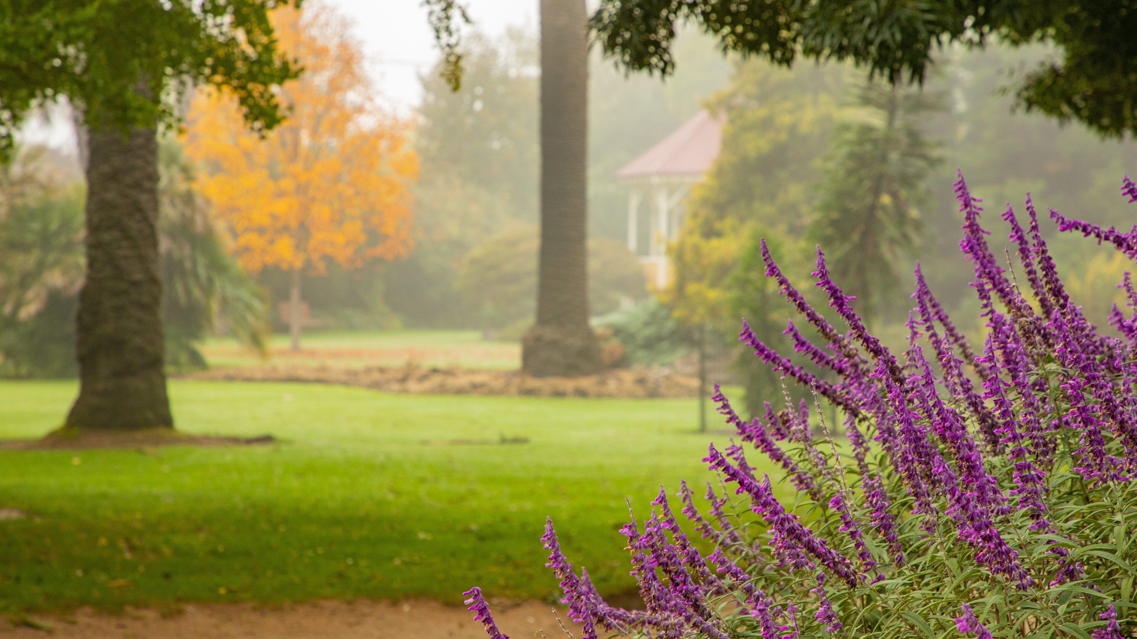 Albury Botanic Gardens featuring wildflowers and a park