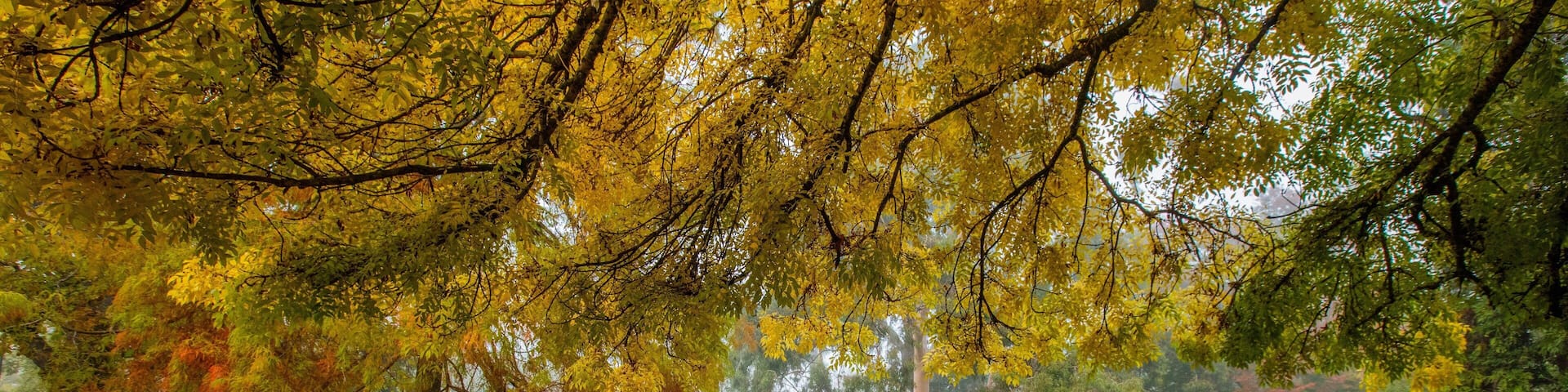 Albury Botanic Gardens featuring a garden