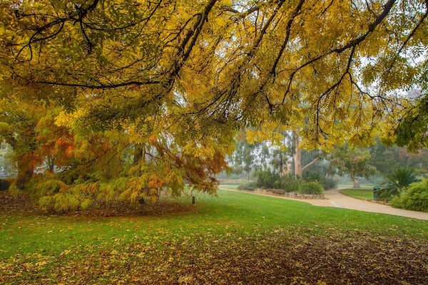 Albury Botanic Gardens featuring a garden