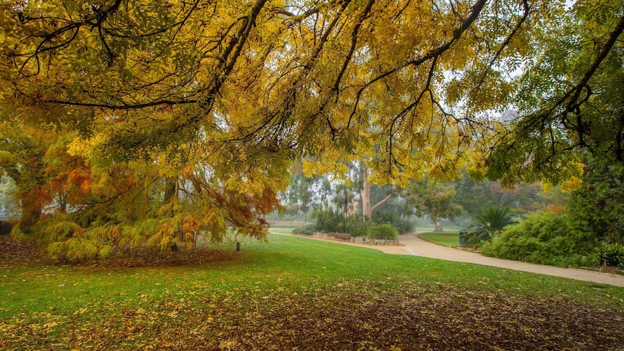 Albury Botanic Gardens featuring a garden