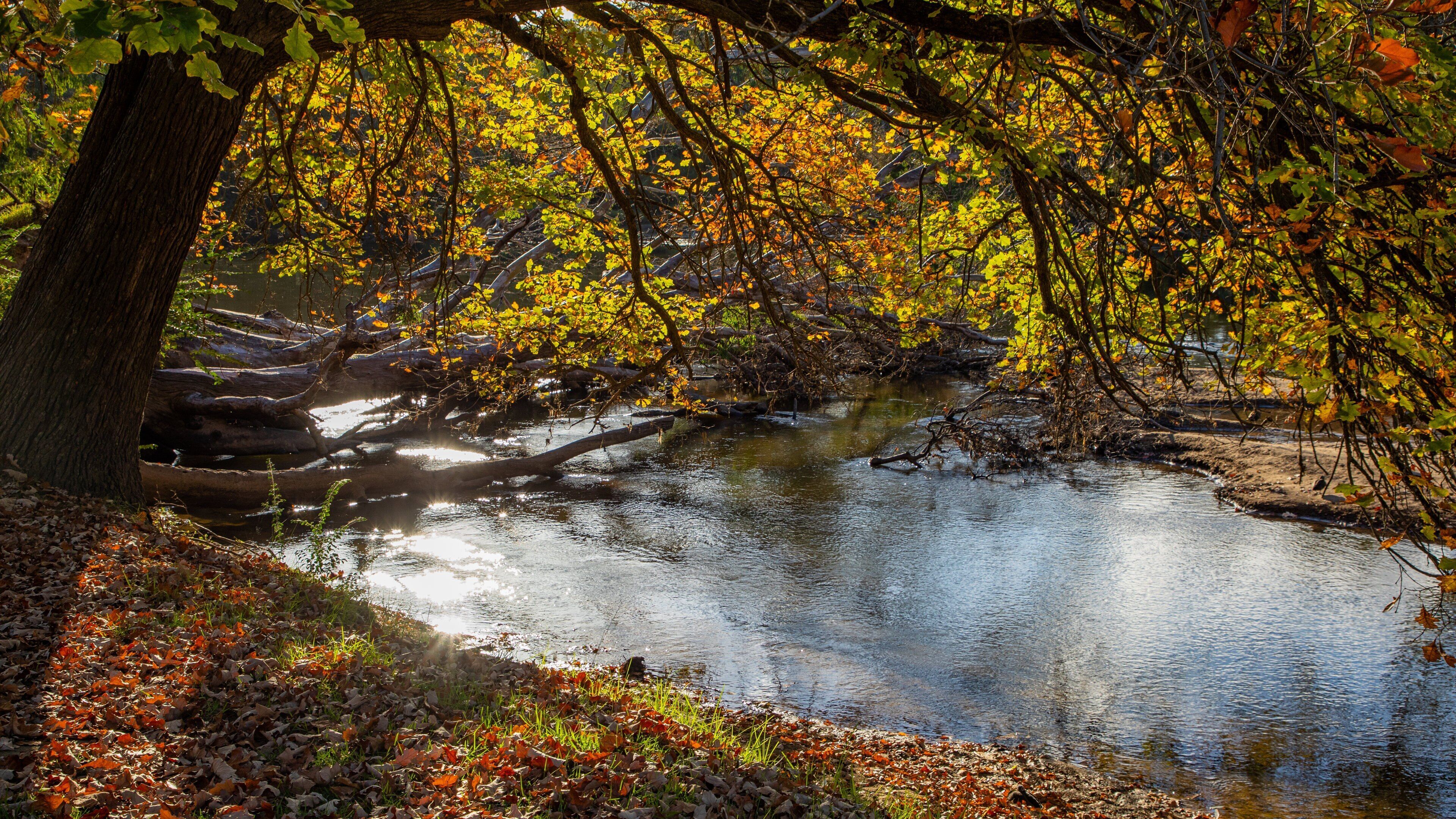 Noreuil Park showing a pond