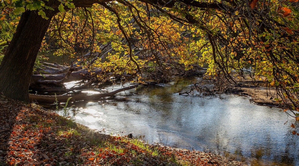 Noreuil Park showing a pond