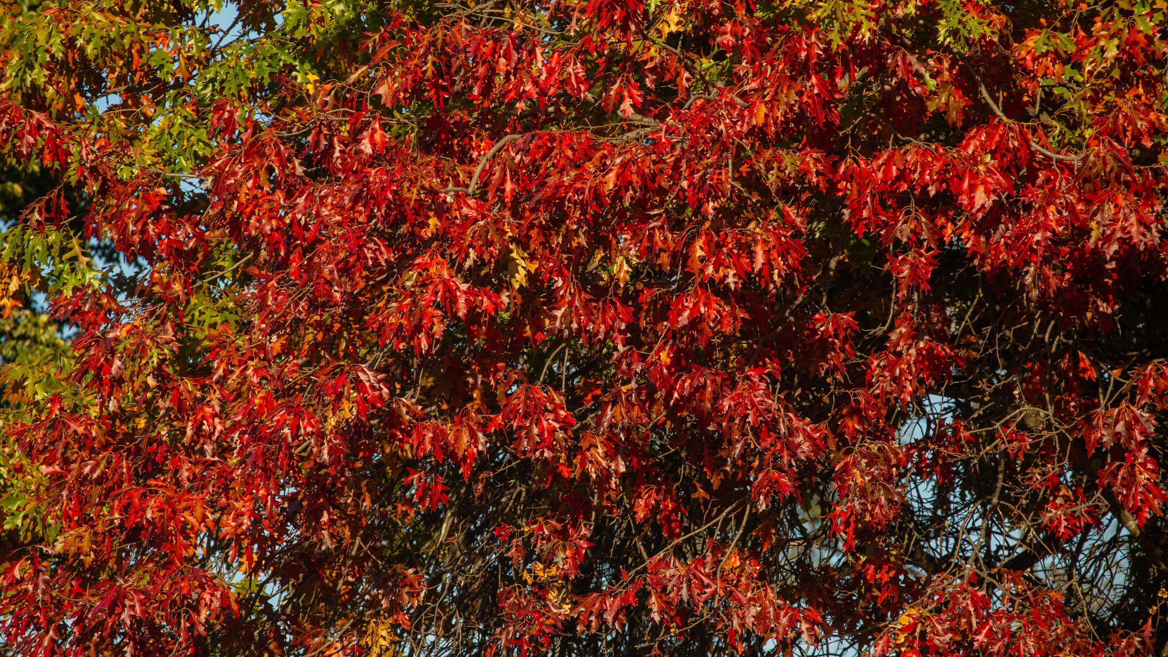 Noreuil Park featuring autumn leaves
