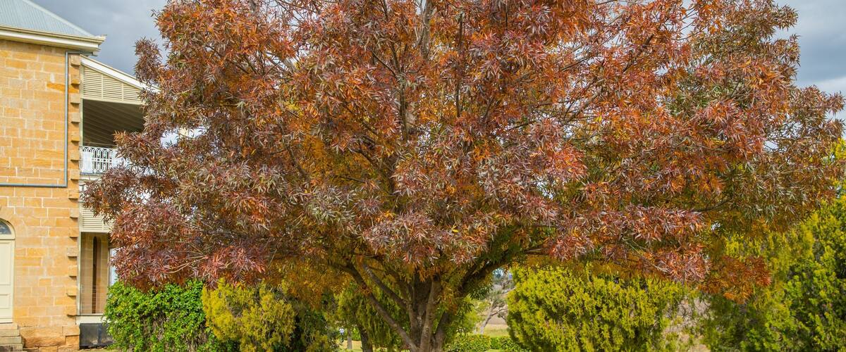 Glengallan Homestead and Heritage Centre showing a park