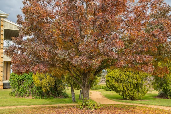 Glengallan Homestead and Heritage Centre showing a park