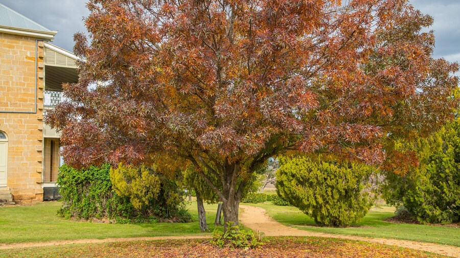 Glengallan Homestead and Heritage Centre showing a park