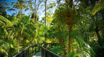 Mount Tamborine which includes a suspension bridge or treetop walkway and rainforest