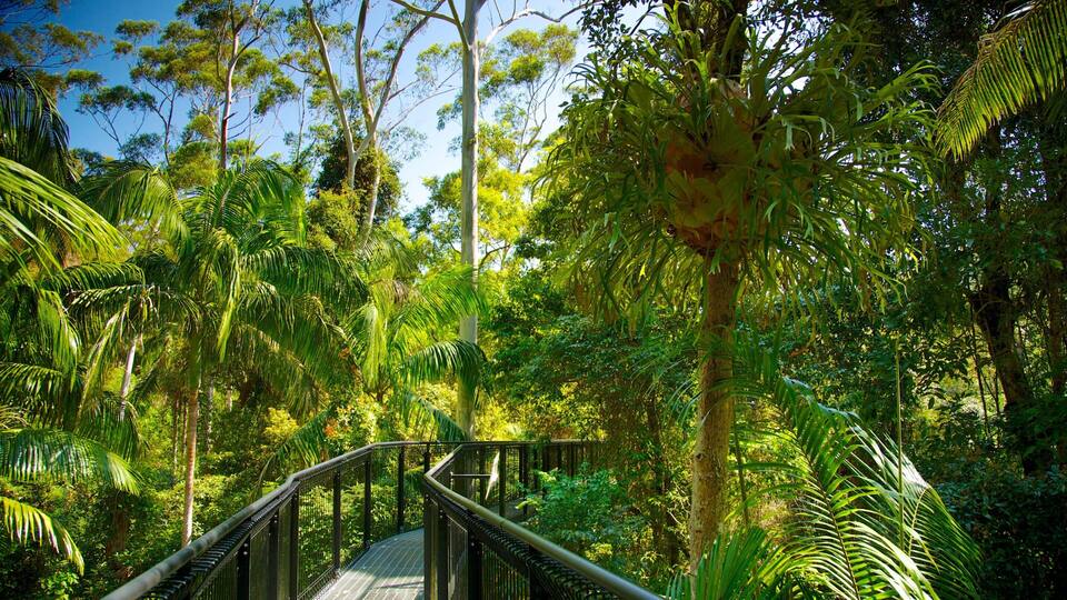 Mount Tamborine which includes a suspension bridge or treetop walkway and rainforest