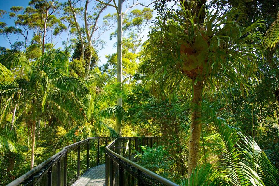 A metal bridge surrounded by dense tropical foliage and tall trees.