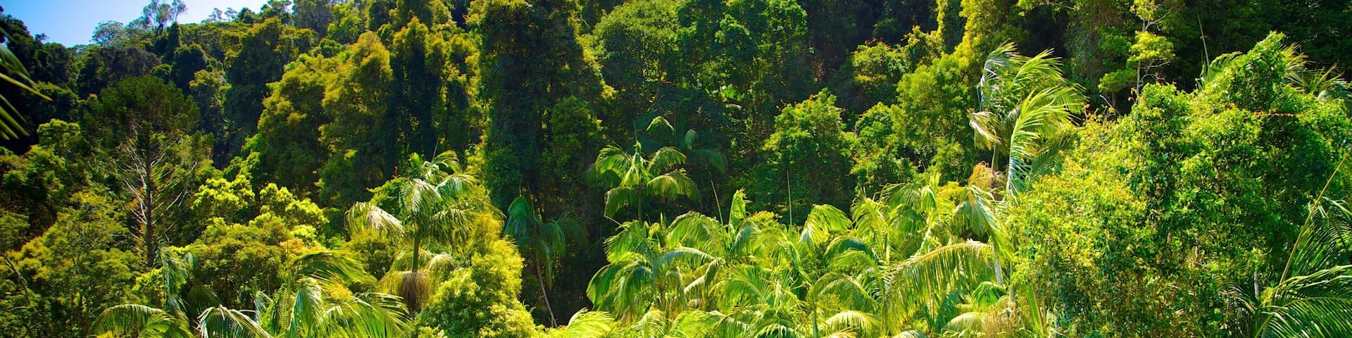 Tamborine Rainforest Skywalk showing rainforest