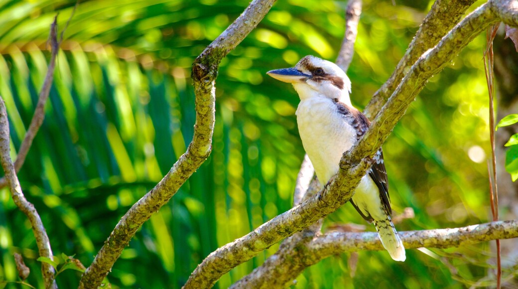 Tamborine Rainforest Skywalk which includes bird life