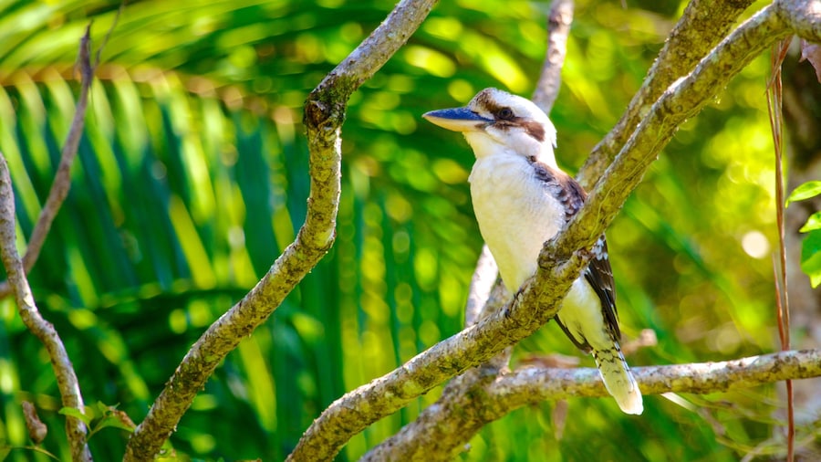Tamborine Rainforest Skywalk which includes bird life