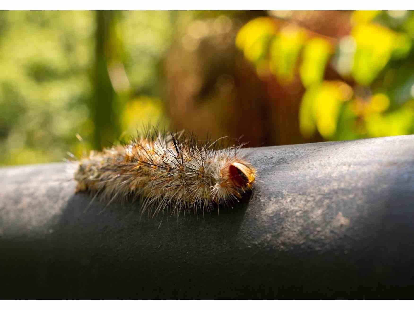 This little bud was crawling along the cantilevered bridge when I spotted him