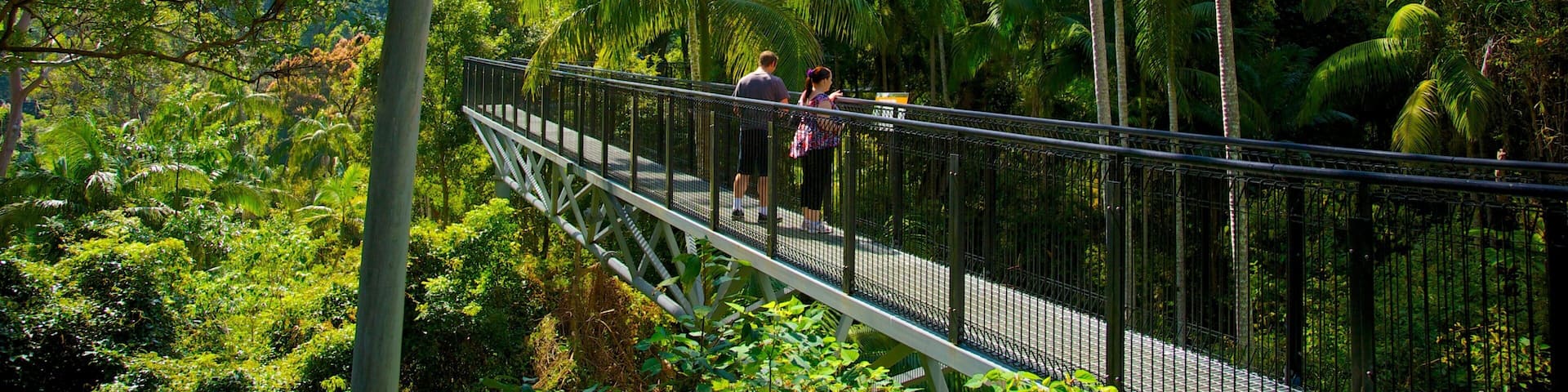 Mount Tamborine featuring tropical scenes, a suspension bridge or treetop walkway and forests