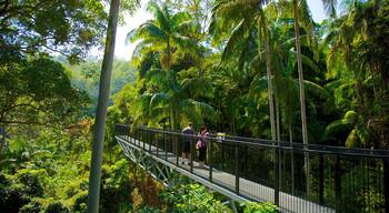 Mount Tamborine which includes tropical scenes, forest scenes and hiking or walking