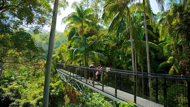 Mount Tamborine which includes forest scenes, hiking or walking and views