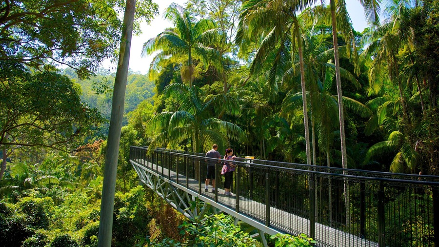 Mount Tamborine featuring a suspension bridge or treetop walkway, views and hiking or walking
