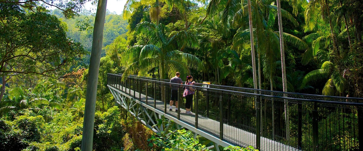 A suspension bridge in a dense forest with tall palm trees.