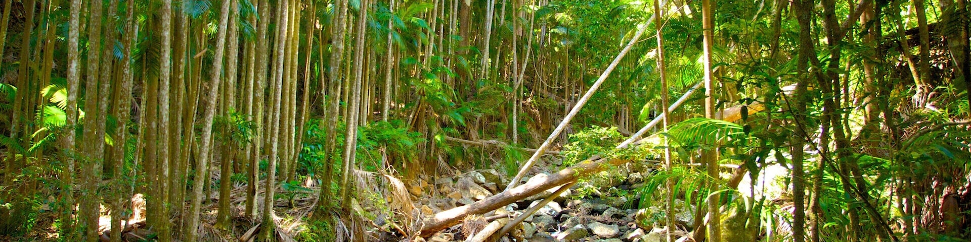 Mount Tamborine featuring rainforest