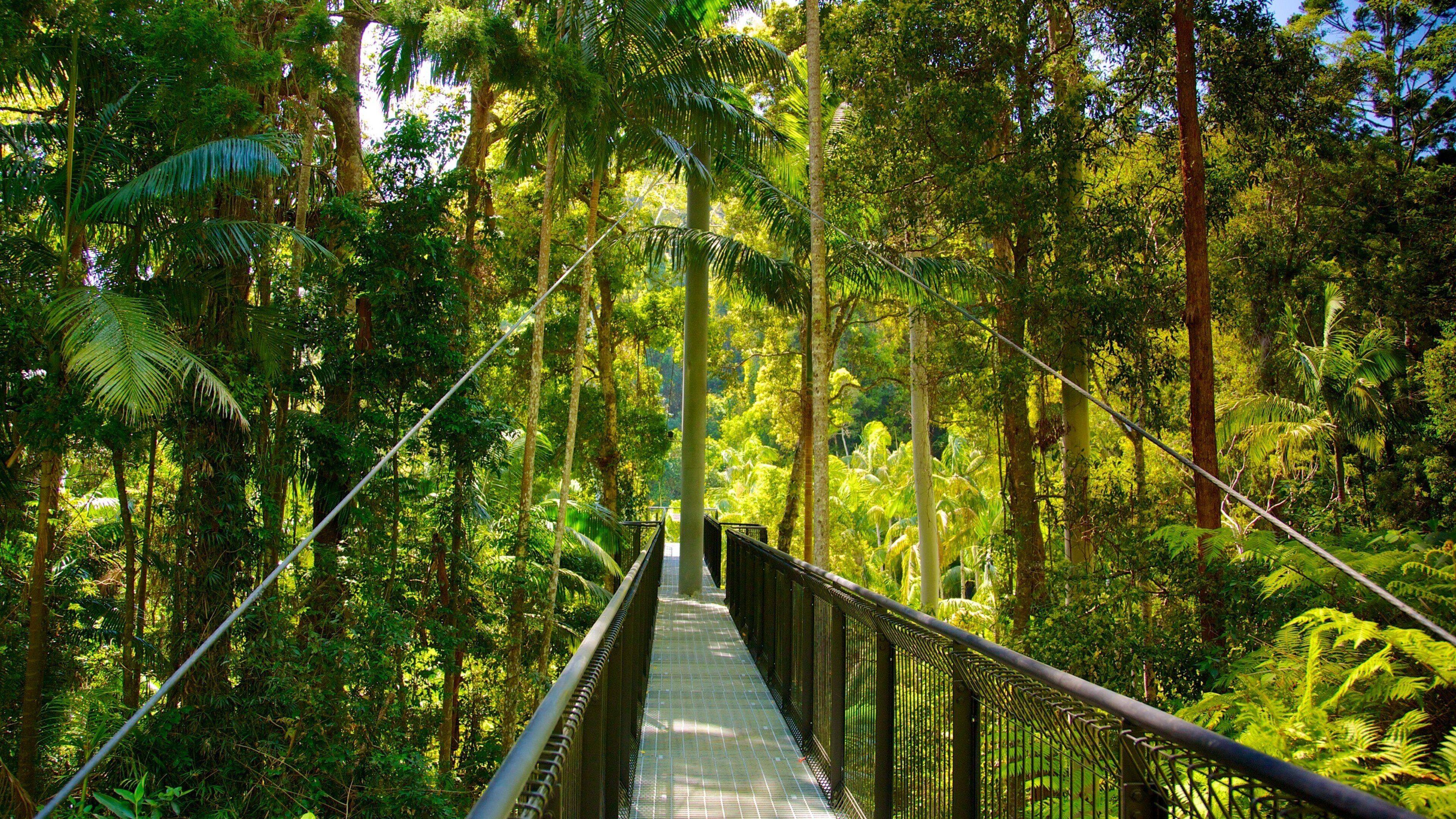 Mount Tamborine mostrando uma ponte suspensa ou passarela entre as árvores e floresta tropical