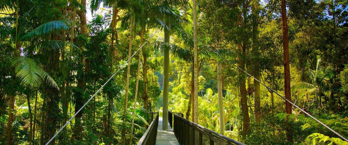 Mount Tamborine which includes rainforest and a suspension bridge or treetop walkway