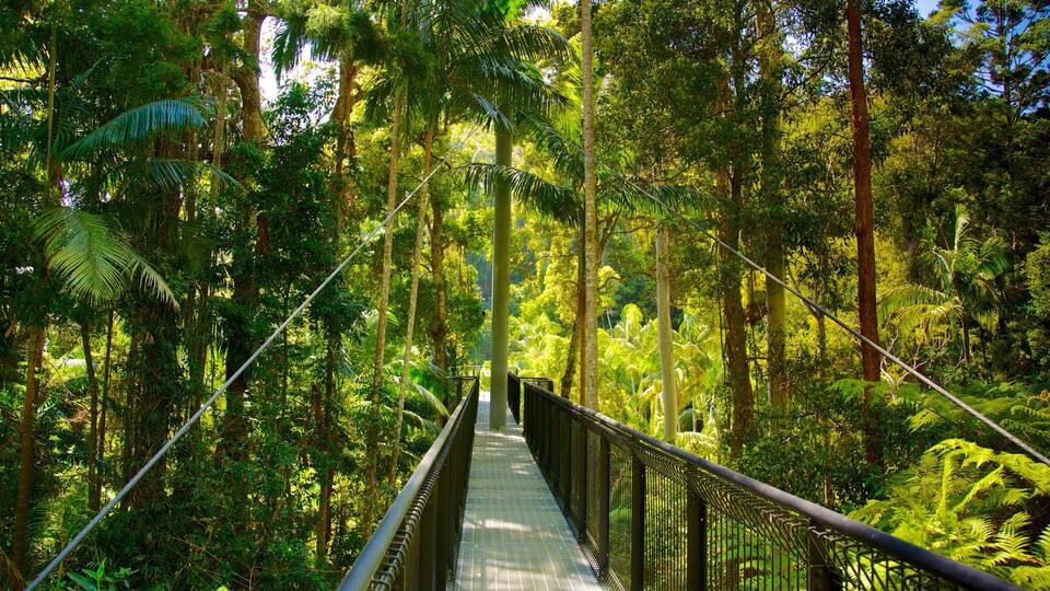 Mount Tamborine which includes rainforest and a suspension bridge or treetop walkway