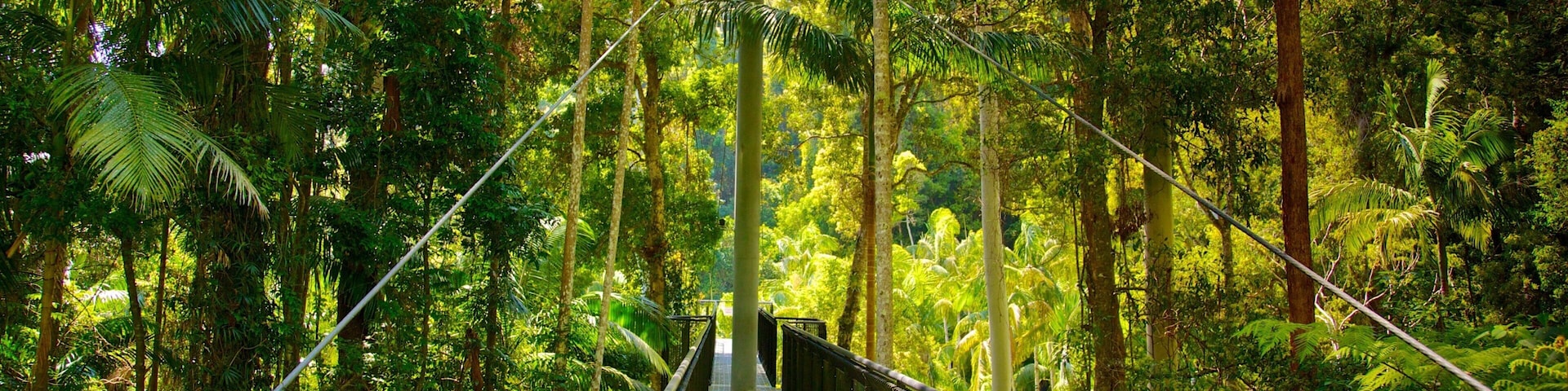 Mount Tamborine which includes rainforest and a suspension bridge or treetop walkway