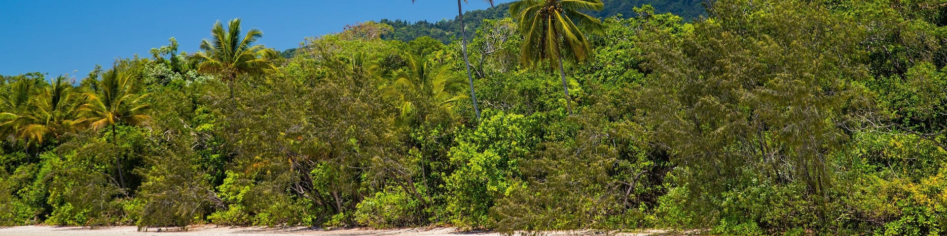 A tropical beach with palm trees and a mountain in the background.