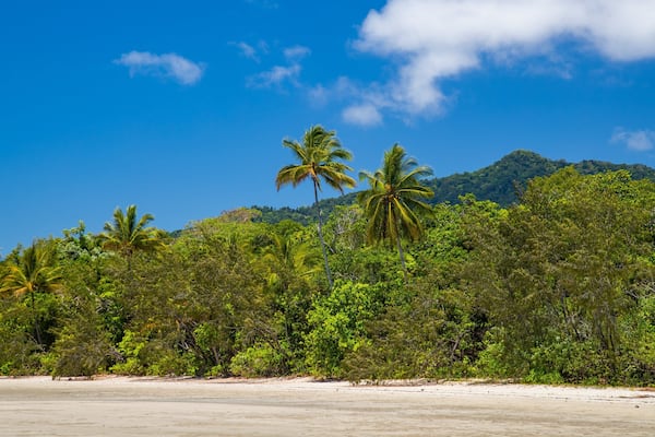 A tropical beach with palm trees and a mountain in the background.
