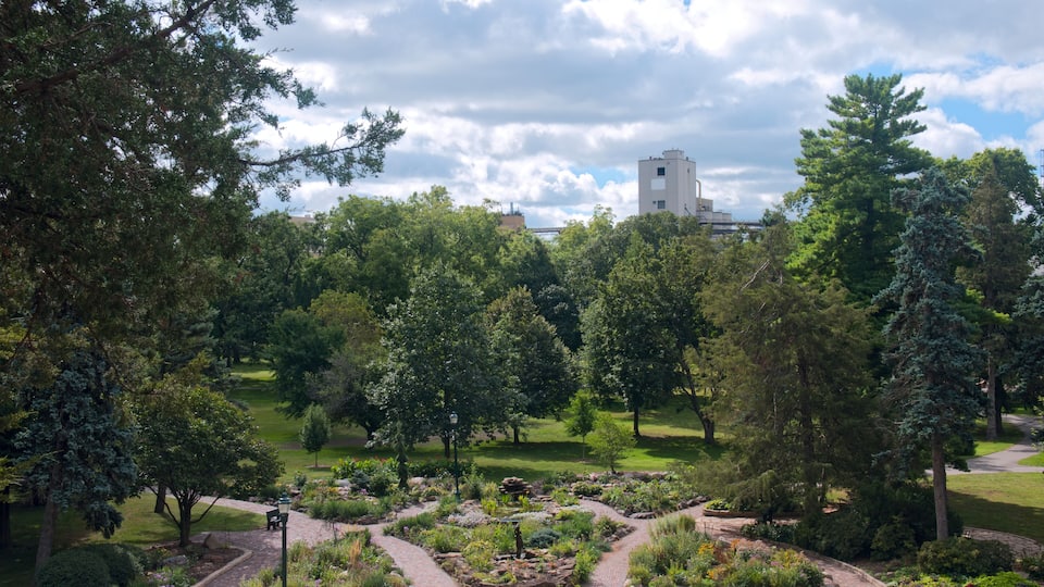 A lush park with a winding path, diverse vegetation, and a distant building.