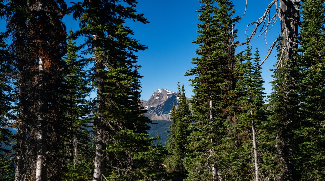 Grinnell Overlook via Granite Park Trail in Glacier National Park, wilderness area in Montana's Rocky Mountains. USA. Back to Nature concept.