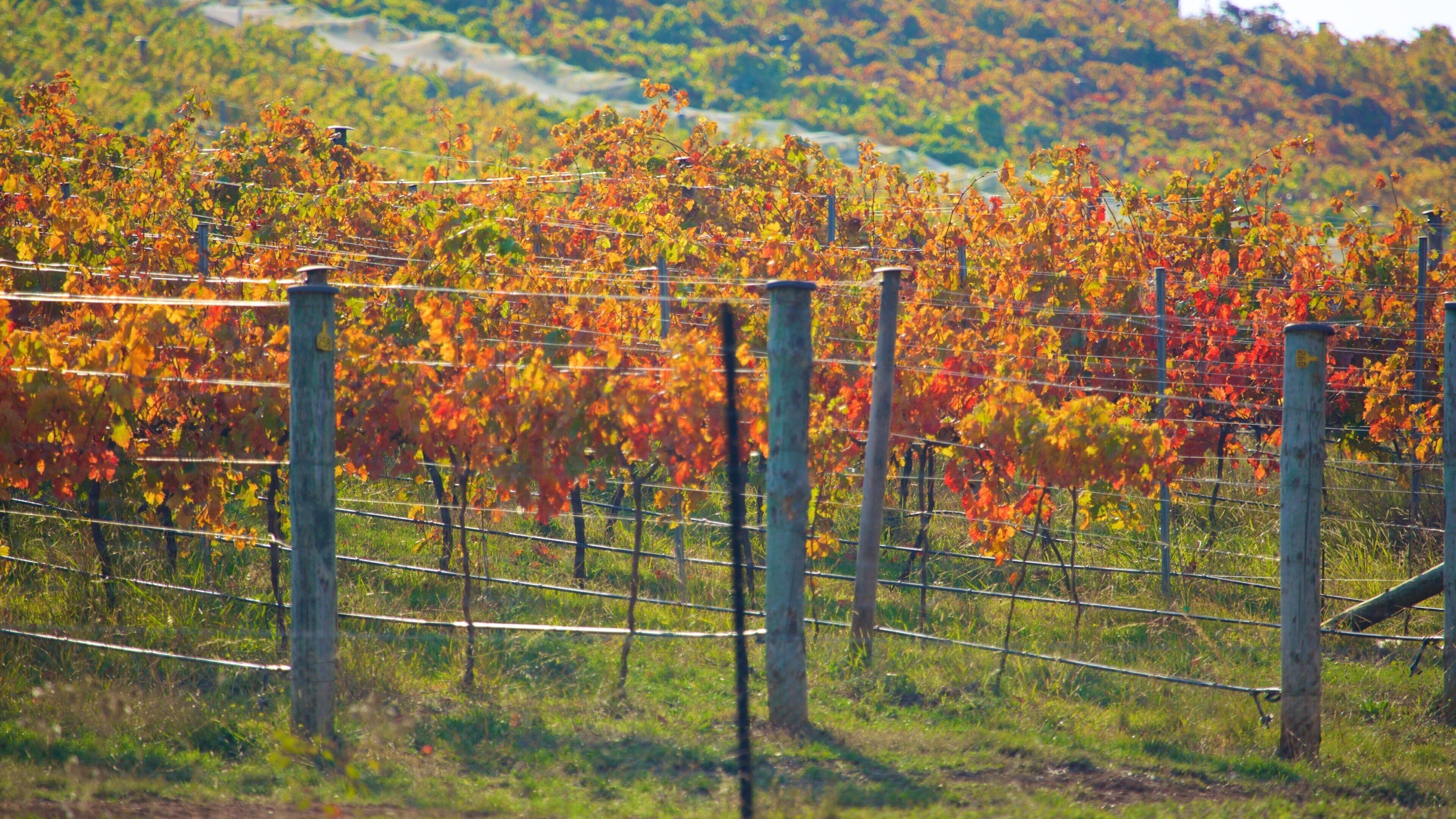 Mount Majura Vineyard