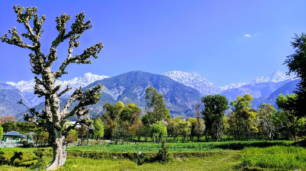 Fresh breath of air, sunshine, lush greenery, with a peek at the Himalayas, this is what sitting in nature's lap is be like at Dharmsala #Nature
