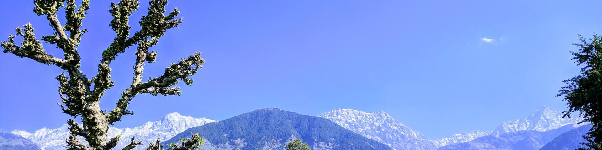 Fresh breath of air, sunshine, lush greenery, with a peek at the Himalayas, this is what sitting in nature's lap is be like at Dharmsala #Nature