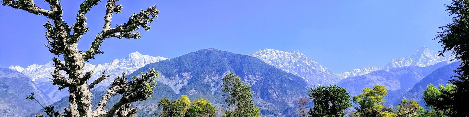 Fresh breath of air, sunshine, lush greenery, with a peek at the Himalayas, this is what sitting in nature's lap is be like at Dharmsala #Nature