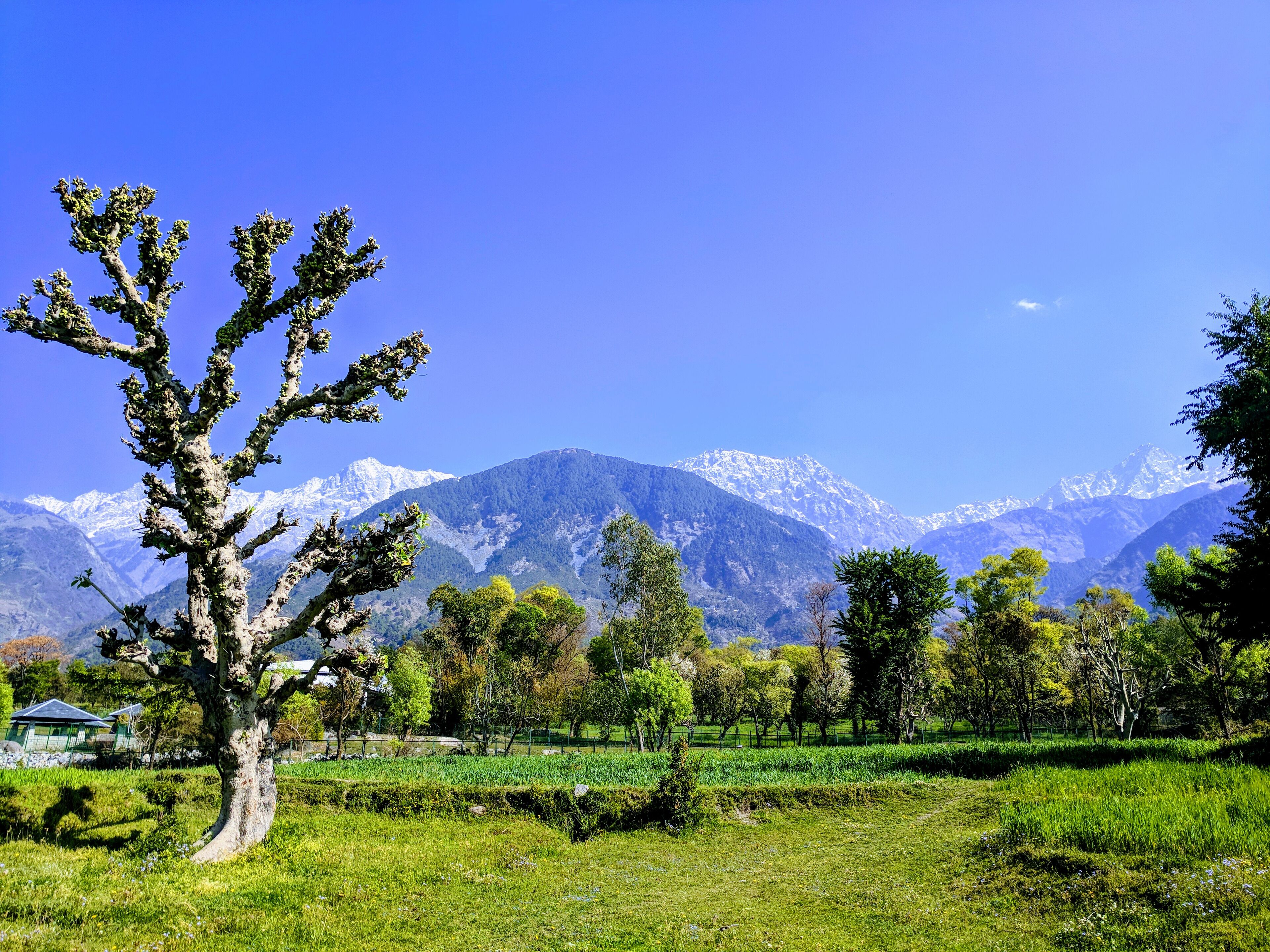 A tree in a field with mountains in the background.
