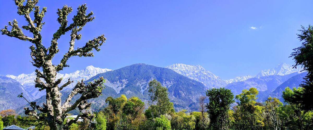 A tree in a field with mountains in the background.