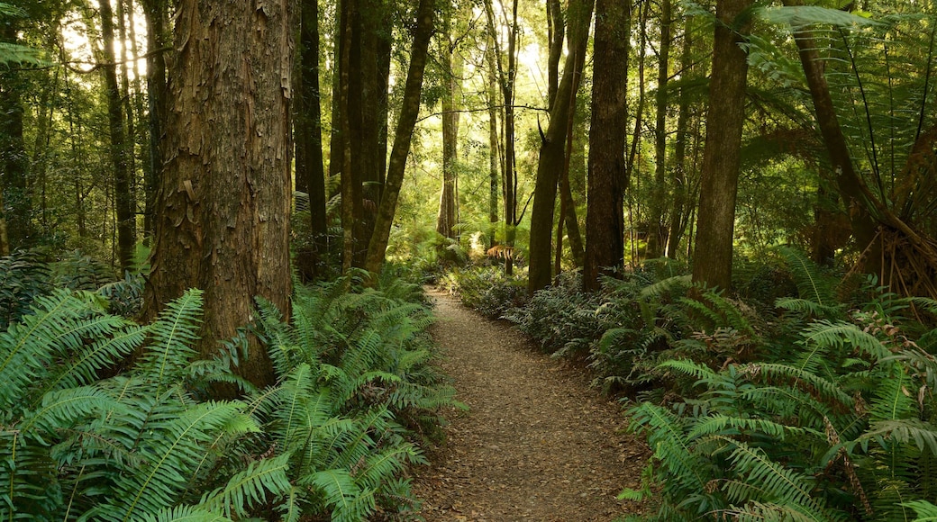 Strahan fasiliteter samt skoglandskap