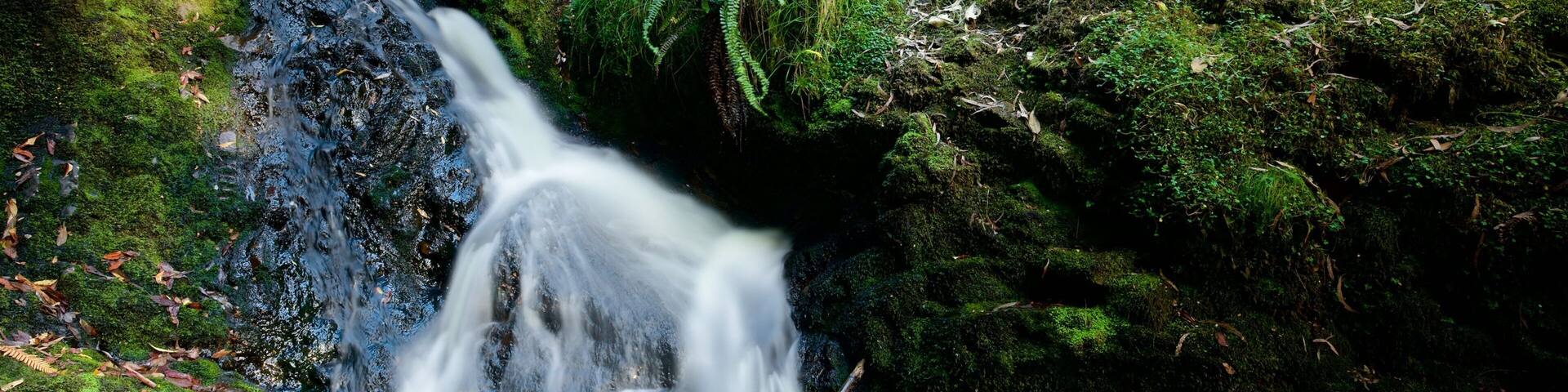 Strahan welches beinhaltet Kaskade und Regenwald