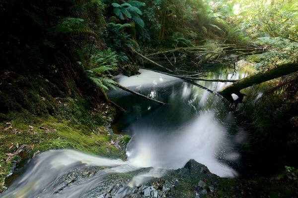 Strahan mettant en vedette riviĂšre ou ruisseau et forĂȘt vierge