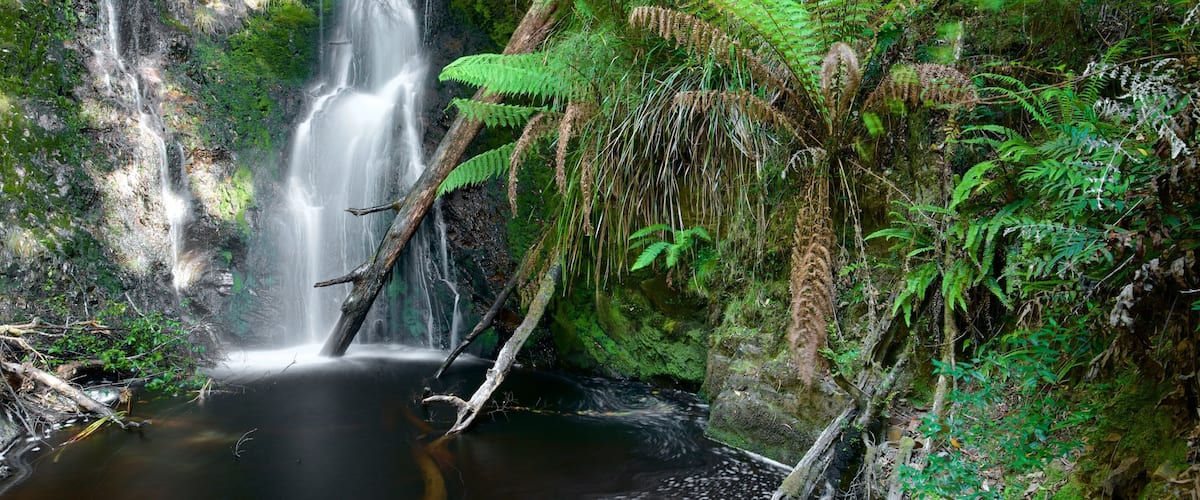 A waterfall in a lush forest with dense ferns and moss-covered rocks.