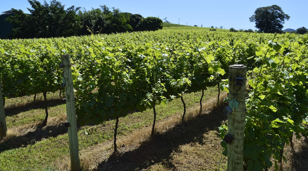 VinĂcola Casa Geraldo