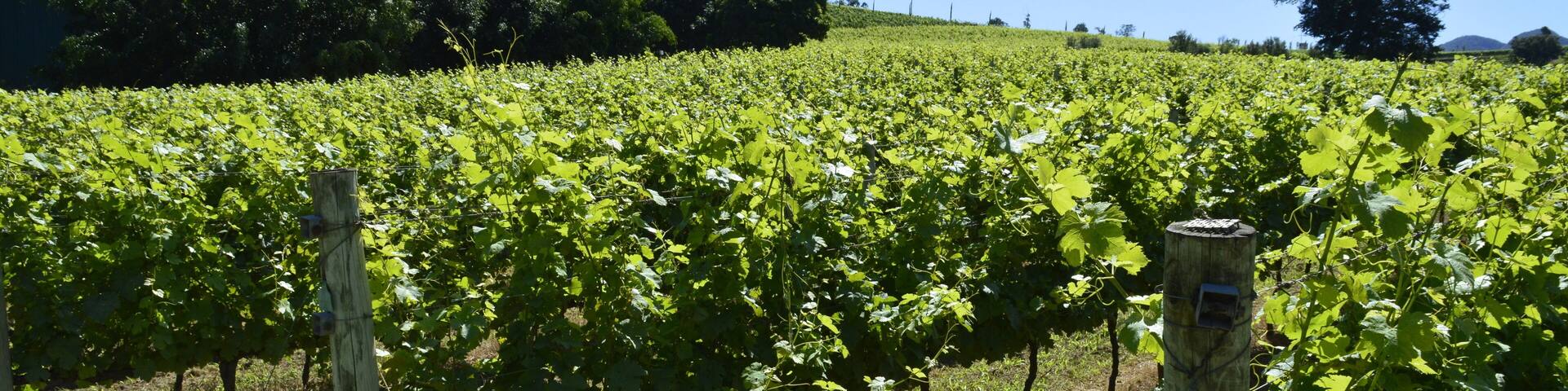 A vineyard with rows of grapevines under a clear blue sky.