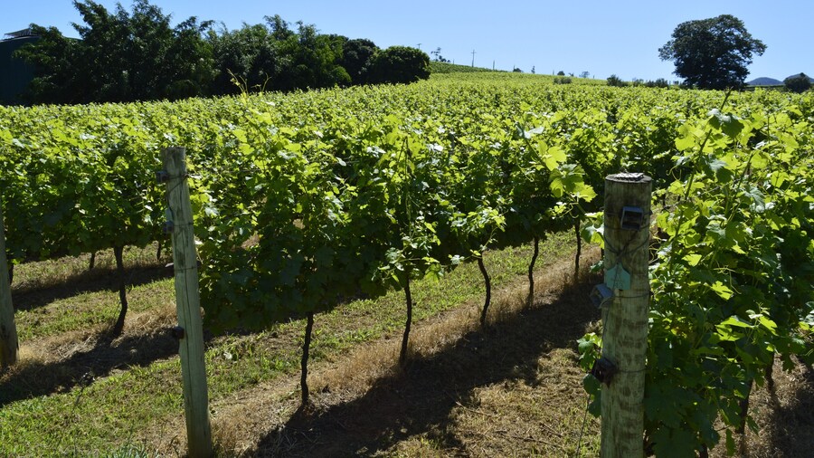 Parreiras com céu azul de minas