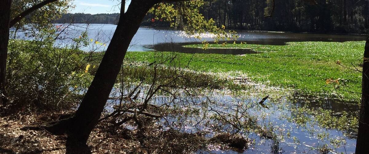 Temps in the 80's over Christmas weekend this year make for opportunities to spend time in the great State Parks system of Texas! I found this green, sunny scene along the prairie branch trail on December 23rd. Very strange to this Kansas girl to be sweating it in 80 degree weather on Christmas Eve eve!