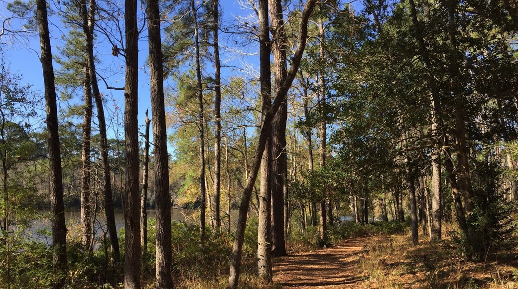 The Prairie Branch Loop trail goes right along the water on one side of the loop. This park is always full of bikers and as far as I can tell this is the only stretch of trail restricted to hikers, making it quieter and better for spotting wildlife than some of the more heavily traveled trails. Be aware that there are alligators in the park, so be careful if approaching the water's edge along the trail.