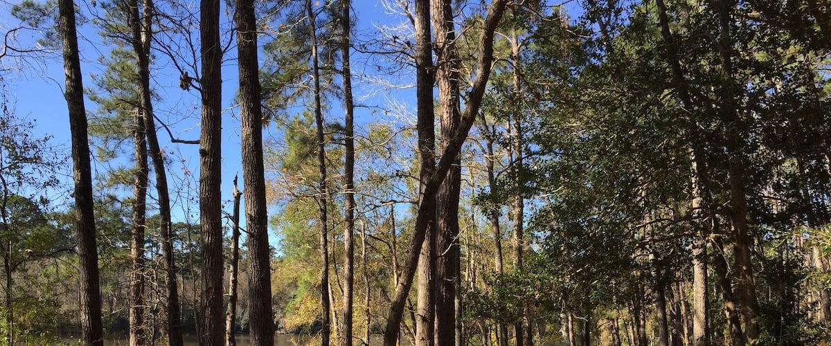 The Prairie Branch Loop trail goes right along the water on one side of the loop. This park is always full of bikers and as far as I can tell this is the only stretch of trail restricted to hikers, making it quieter and better for spotting wildlife than some of the more heavily traveled trails. Be aware that there are alligators in the park, so be careful if approaching the water's edge along the trail.
